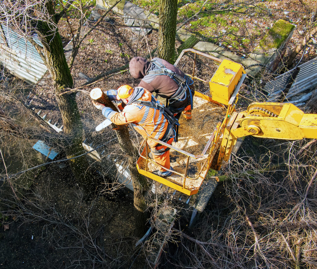 Municipal service workers stand with a chainsaw in a crane basket and trim dangerous trees