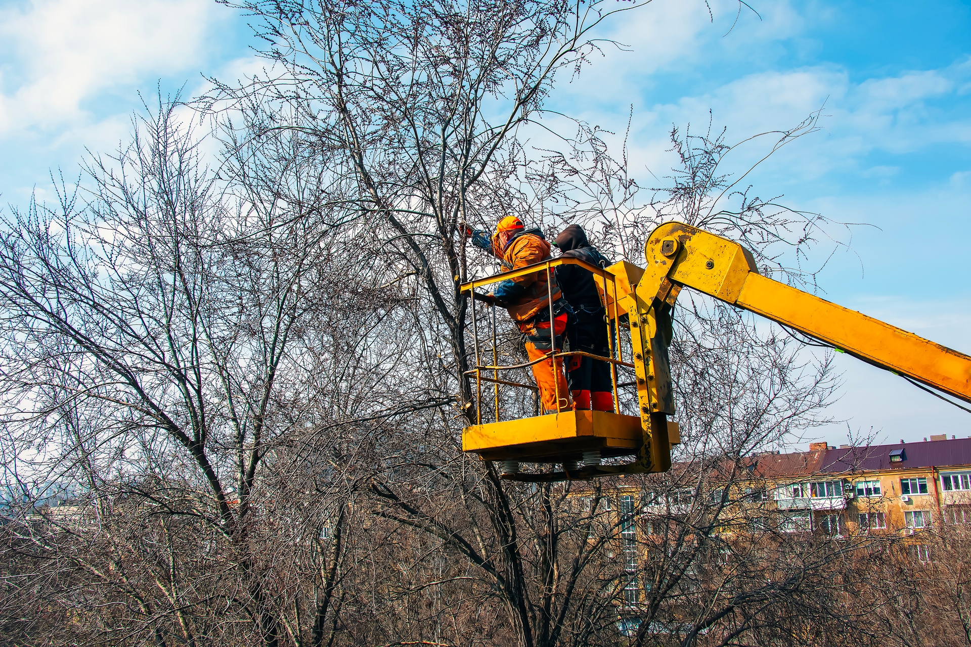 Woodinville Tree Care Pros