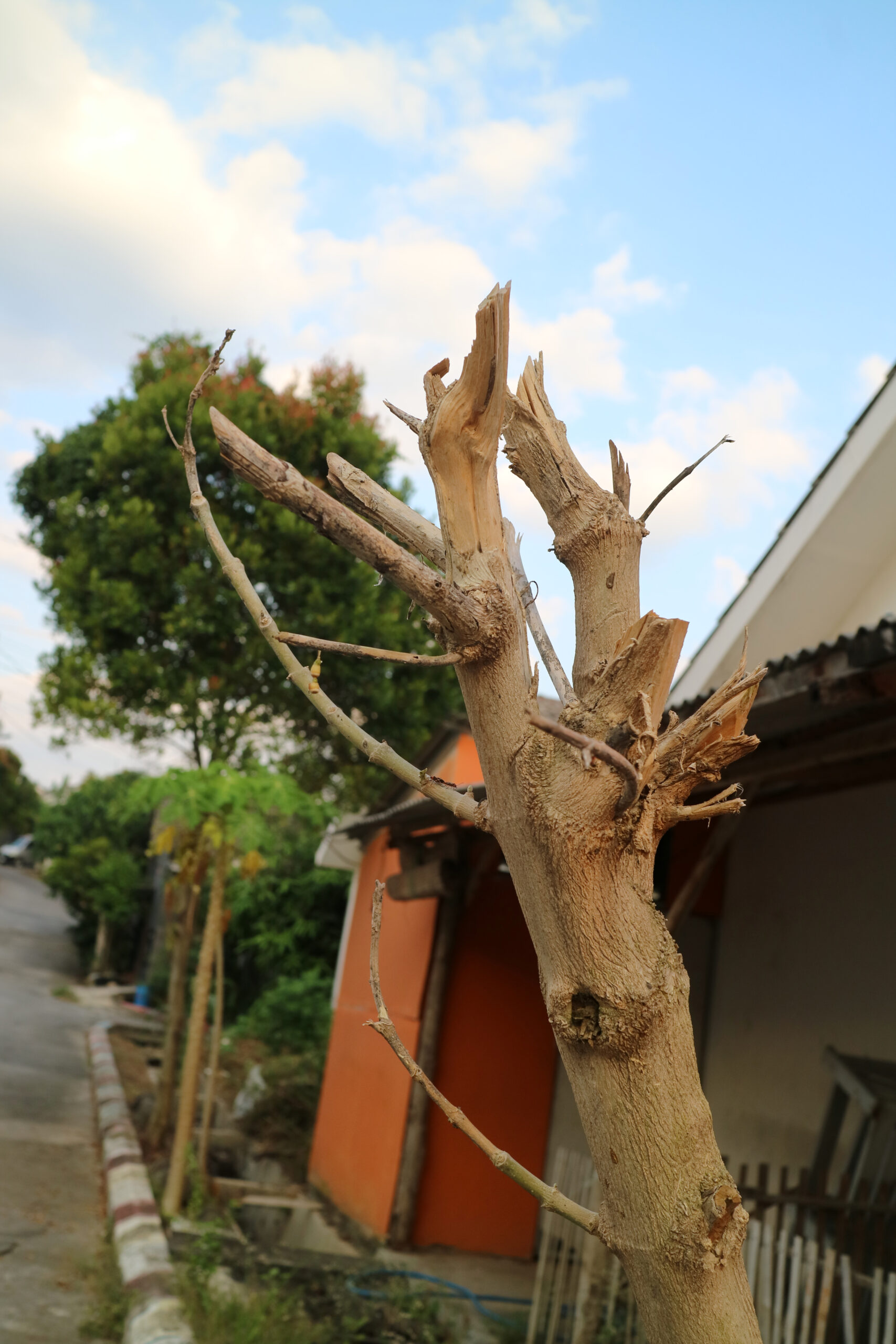 Close Up of a Broken Tree Trunk in a Residential Area