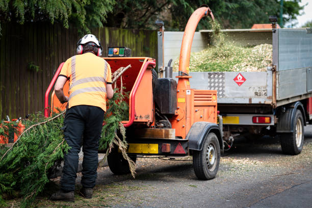 commercial tree service woodinville