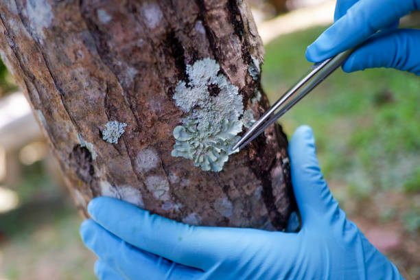 tree health woodinville