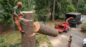 tree removal near me woodinville