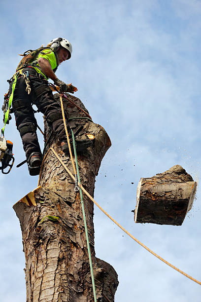 tree removal woodinville